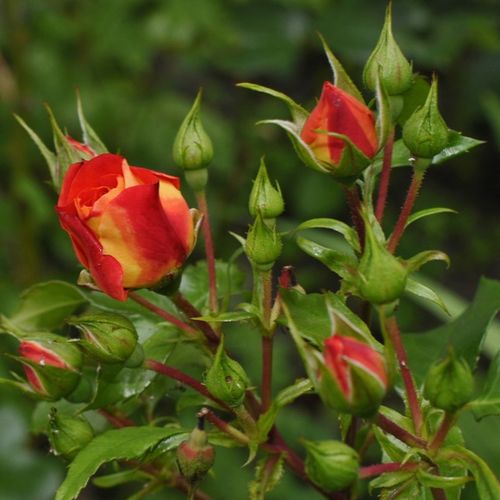 Rosa  Gebrüder Grimm® - oranžová - Stromkové růže, květy kvetou ve skupinkách - stromková růže s keřovitým tvarem koruny